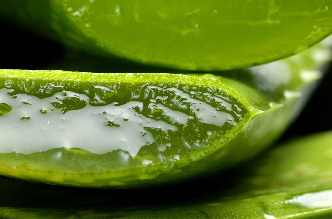 aloe cut photo